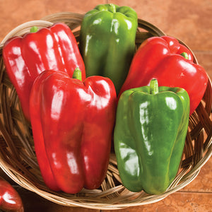 Pepper: Big Bertha bell pepper 4-pack