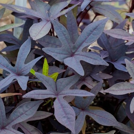 Sweet Potato Vine 'Blackie' (4-pack annual)