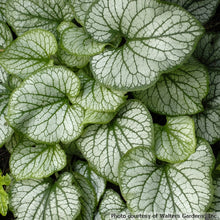 Load image into Gallery viewer, Brunnera &#39;Jack Frost&#39; / false forget me not (gallon size)
