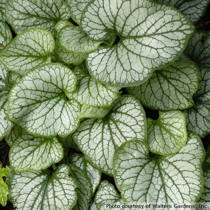 Brunnera 'Jack Frost' / false forget me not (gallon size)