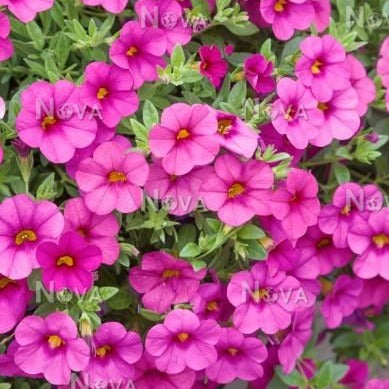 Calibrachoa Kabloom Deep Pink 4-pack