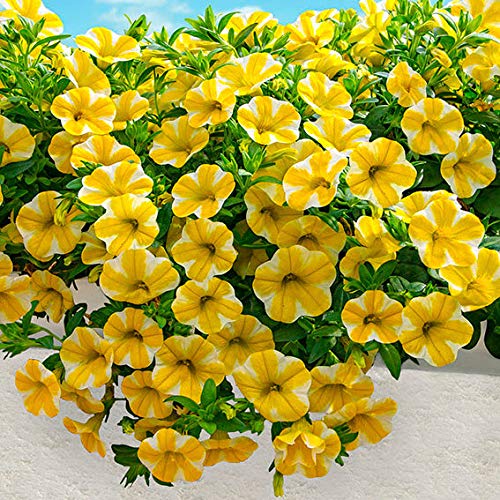 Calibrachoa Kabloom Yellow 4-pack