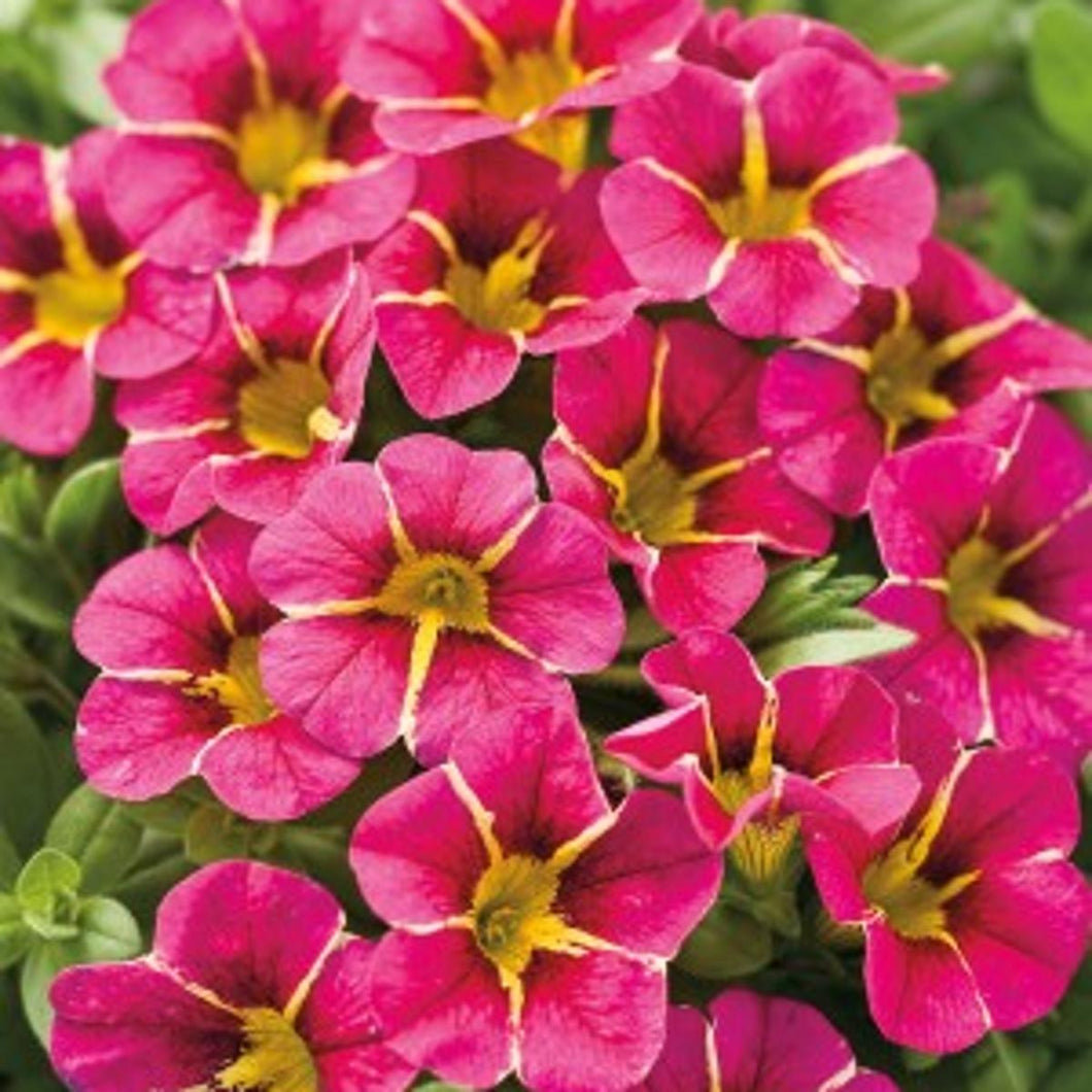 Calibrachoa Kabloom Cherry 4-pack