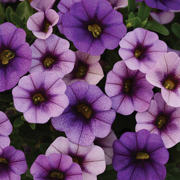 Calibrachoa Cabaret Sky Blue 4-pack