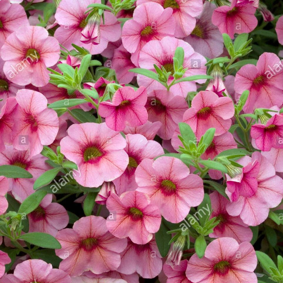 Calibrachoa Cabaret Light Pink 4-pack