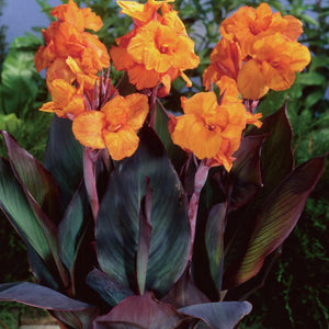 Canna 'Cannova Bronze Orange' (gallon size)