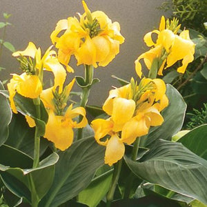 Canna 'Cannova Yellow' (gallon size)