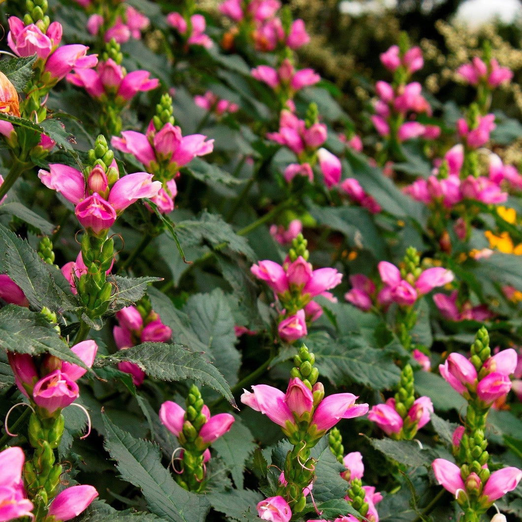 Chelone 'Hot Lips' / Turtlehead