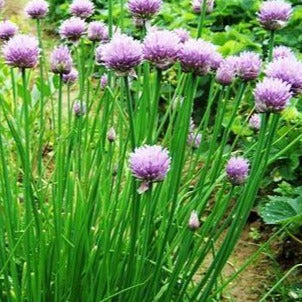 Chives, onion,  4-inch pot (Herb)