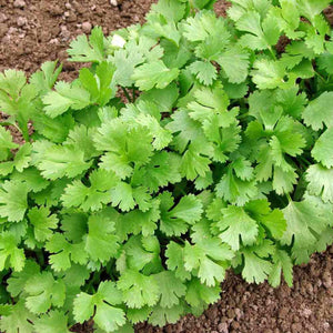 Cilantro / Coriander,  4-inch pot (Herb)