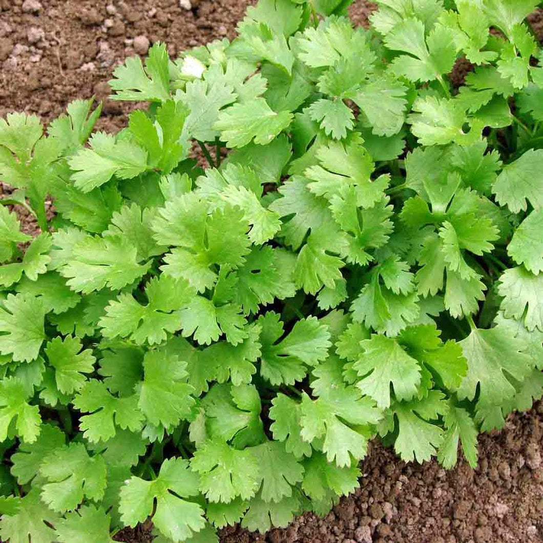 Cilantro / Coriander,  4-inch pot (Herb)