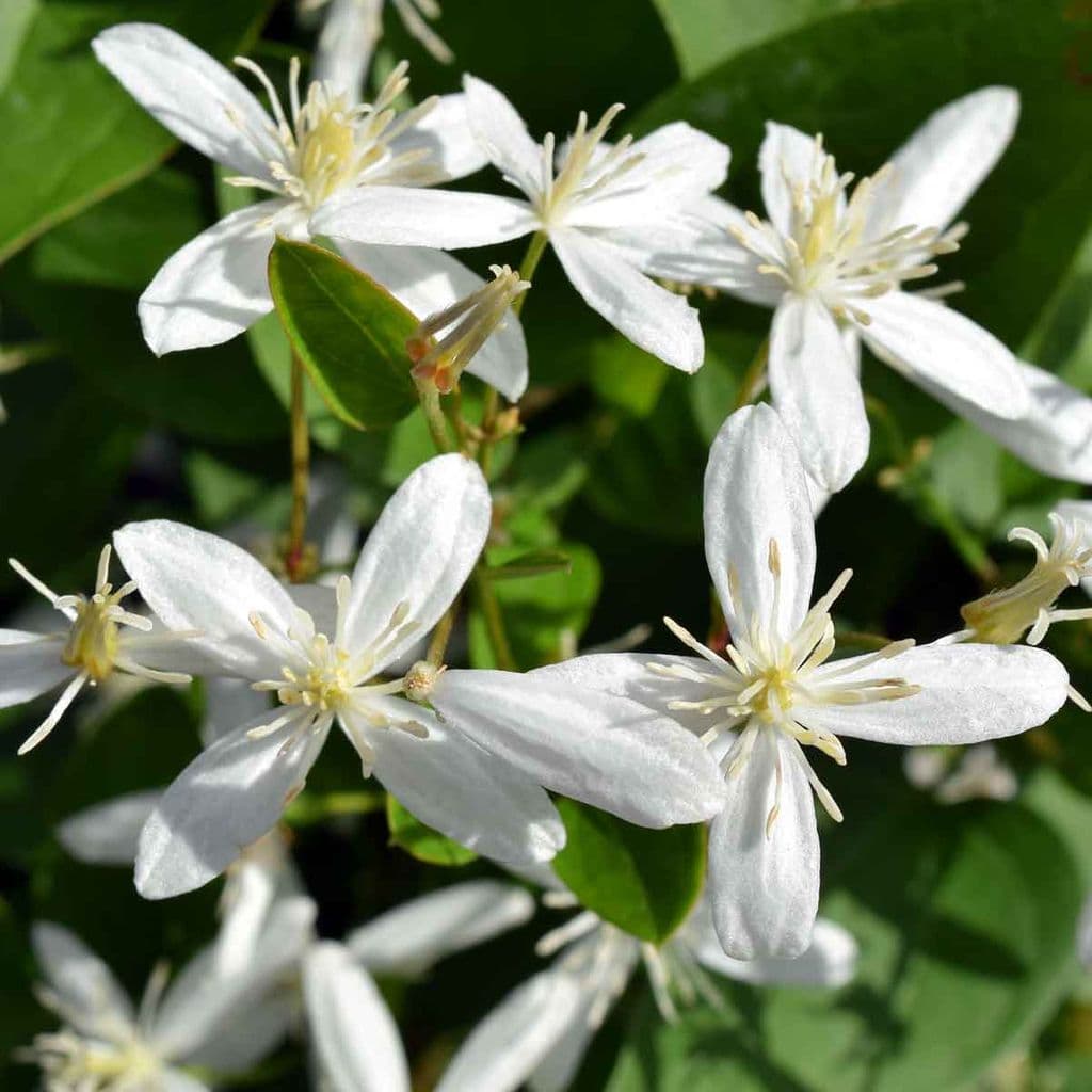 Clematis ternifolia / Sweet Autumn Clematis 1 gallon size