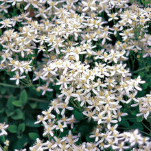 Load image into Gallery viewer, Clematis ternifolia / Sweet Autumn Clematis 1 gallon size

