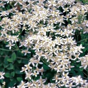 Clematis ternifolia / Sweet Autumn Clematis 1 gallon size