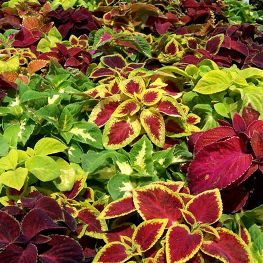 Coleus Wizard Mix 4-pack (Annual)