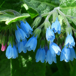 Symphytum 'Hidcote Blue' / Comfrey