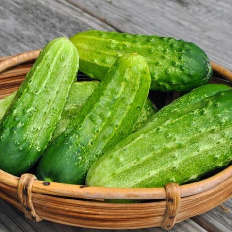 Cucumber Pickling (4-pack)