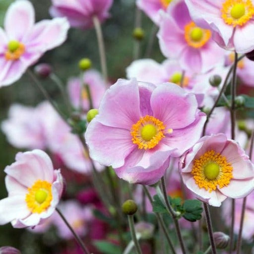 Anemone huphensis / Japanese Anemone