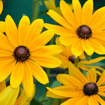 Rudbeckia hirta / Black-Eyed Susan
