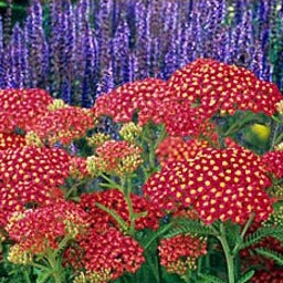 Achillea 'Paprika' / Yarrow