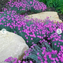 Load image into Gallery viewer, Dianthus &#39;Firewitch&#39; / Pinks
