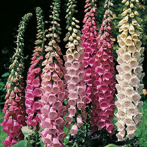 Digitalis 'Excelsior hybrids' / Foxglove (quart)