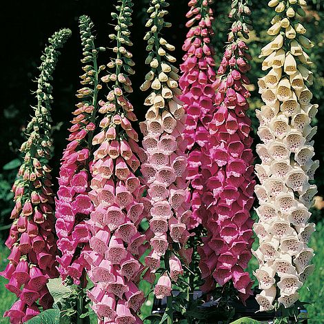 Digitalis 'Excelsior hybrids' / Foxglove (quart)