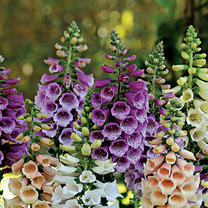 Digitalis 'Foxy' / Foxglove (quart)