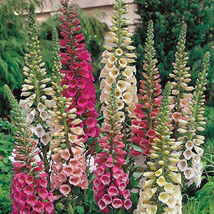 Digitalis 'Foxy' / Foxglove (quart)