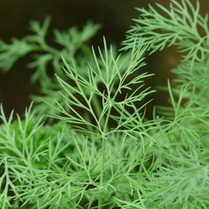 Dill, fernleaf,  4-inch pot (Herb)