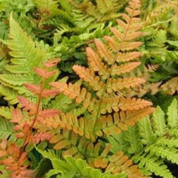 Dryopteris 'Brilliance' / autumn fern