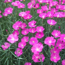 Load image into Gallery viewer, Dianthus &#39;Firewitch&#39; / Pinks
