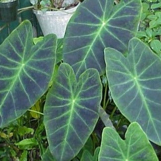 Colocasia illustris / elephant ear (gallon size)