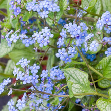 Load image into Gallery viewer, Brunnera &#39;Jack Frost&#39; / false forget me not (gallon size)
