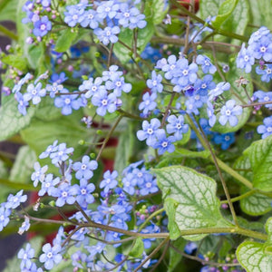 Brunnera 'Jack Frost' / false forget me not (gallon size)