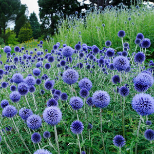 Echinops 'Blue Glow' / globe thistle (quart)