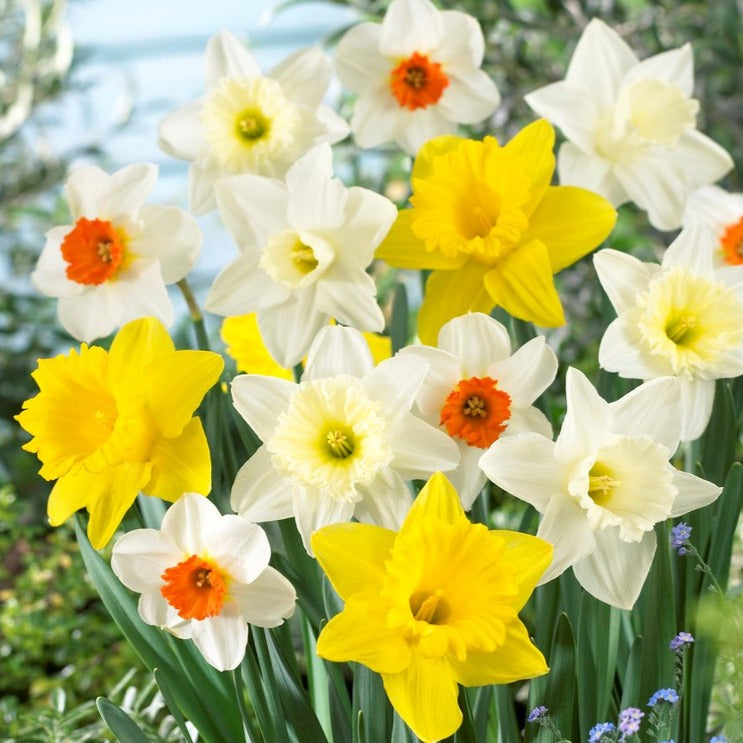 Narcissus / mixed daffodils (12 bulbs)