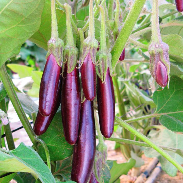 Eggplant 'Little Finger' 4-pack