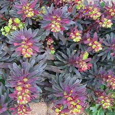 Euphorbia purpurea / purple spurge (quart)