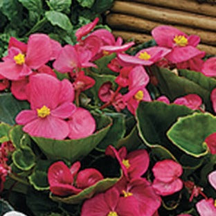 Begonia Prelude Rose (4-pack, Annual)