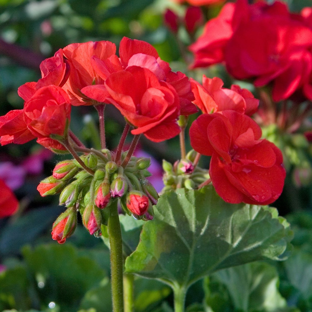 Geranium Moonlight Dark Red (4-pack Annual)