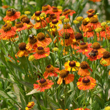Load image into Gallery viewer, Helenium &#39;Mardi Gras&#39; / sneezeweed

