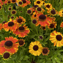 Load image into Gallery viewer, Helenium &#39;Mardi Gras&#39; / sneezeweed
