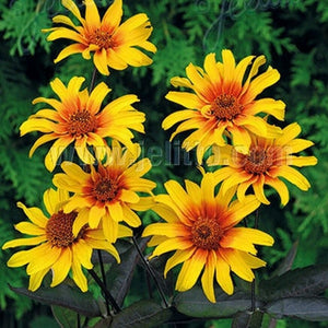 Heliopsis 'Burning Hearts / smooth oxeye