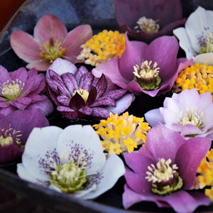 Helleborus orientalis / lenten rose