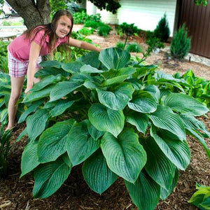 Hosta 'Empress Wu' 1 gallon