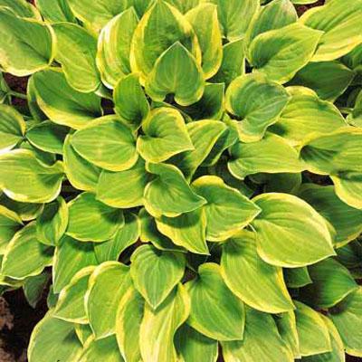 Hosta 'Golden Tiara'
