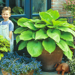 Hosta 'Sum & Substance' 1 gallon