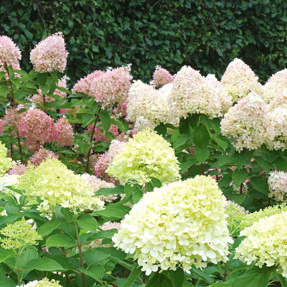 Hydrangea 'Limelight' (1 gallon size)