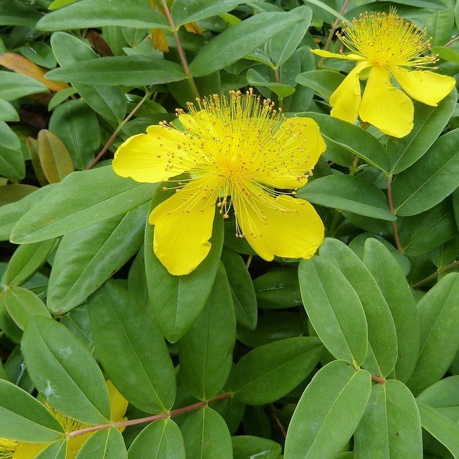 Hypericum calycinum / St Johns Wort